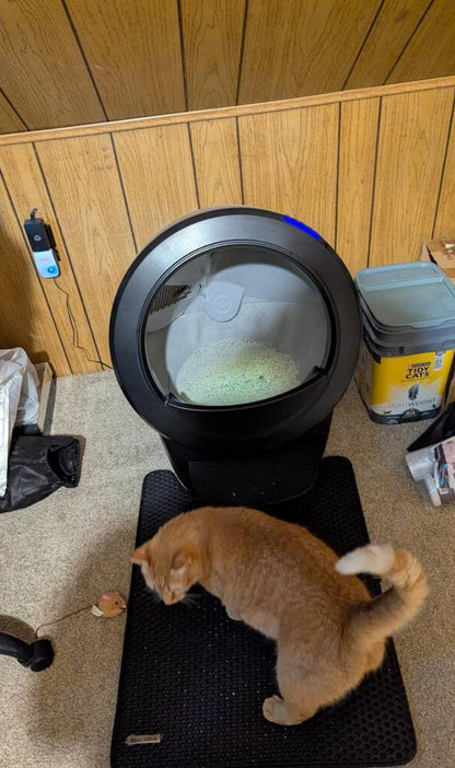 litter box